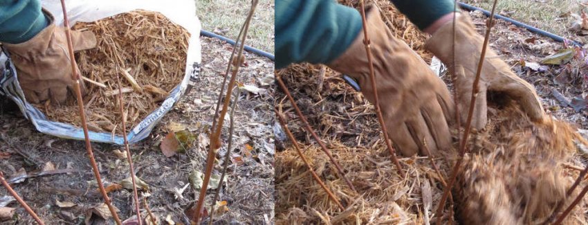 Мульчування гортензії Мульчування гортензії