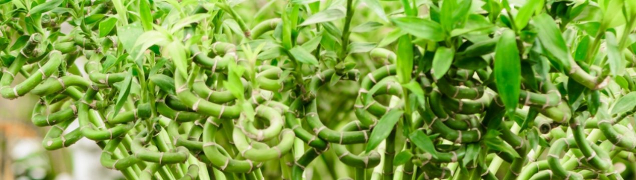 Драцена Сандера: опис рослини, особливості розмноження та догляду в домашніх умовах