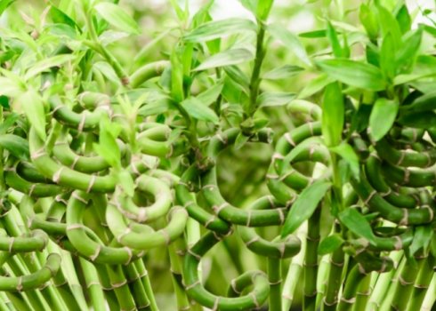 Драцена Сандера: опис рослини, особливості розмноження та догляду в домашніх умовах