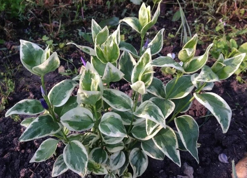 Барвинок великий Варіегата Барвинок великий Варіегата