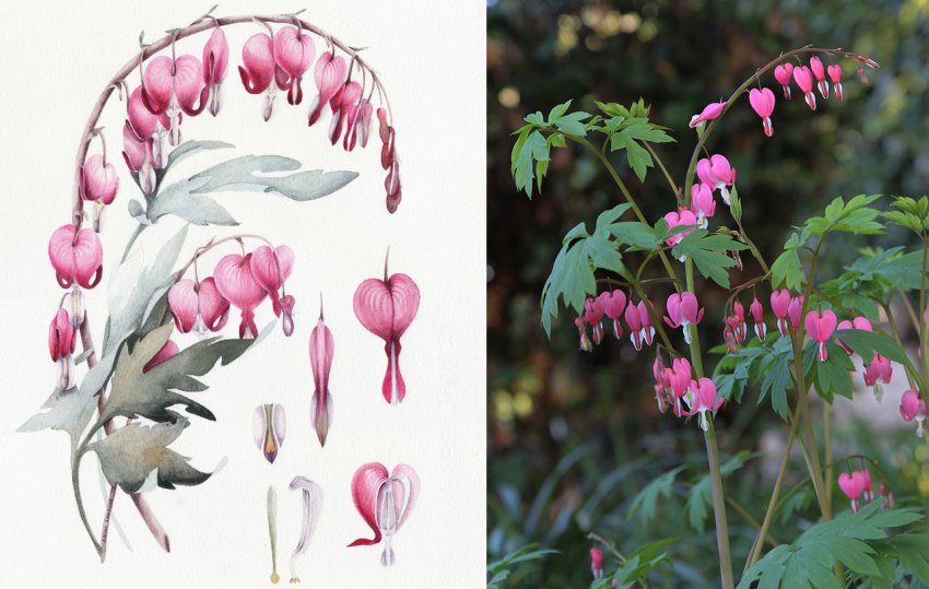 Ботаника дицентры Ботаника дицентры