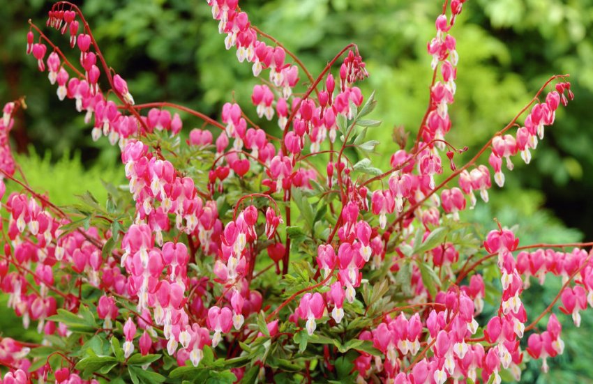 Дицентра Великолепная Дицентра Великолепная