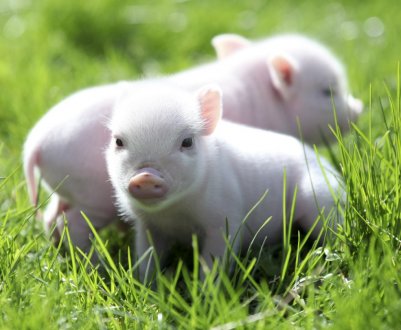 Уряд Нідерландів започатковує закриття свинарських ферм