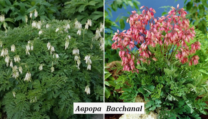 Дицентра Красивая Дицентра Красивая