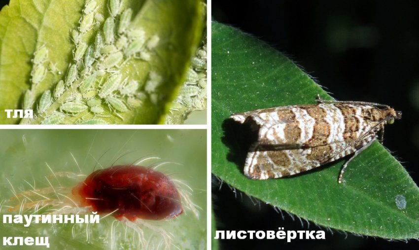 Шкідники гортензії Шкідники гортензії