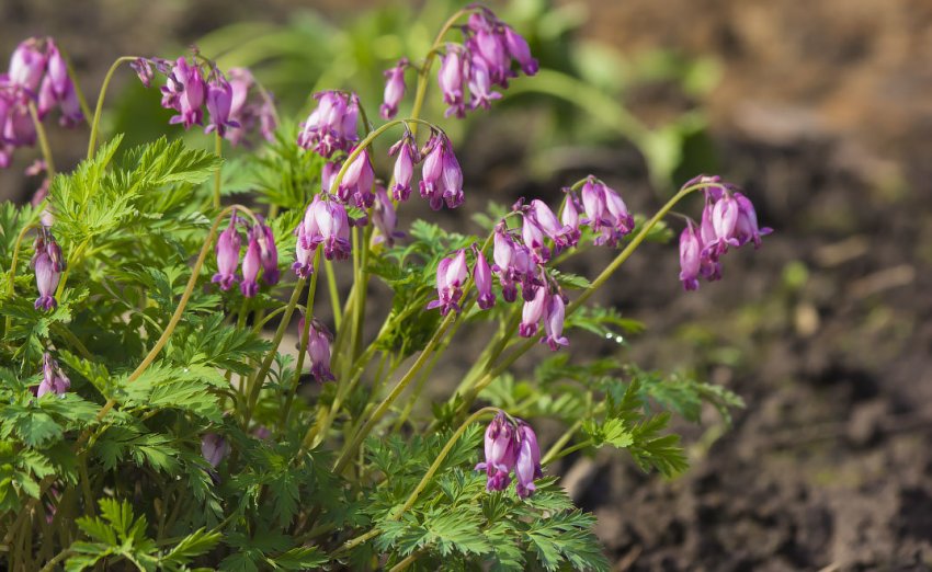 Дицентра исключительная Дицентра исключительная