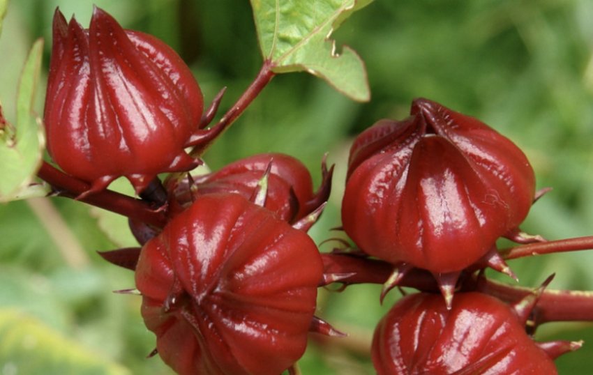 Гібіскус Розелла Гібіскус Розелла