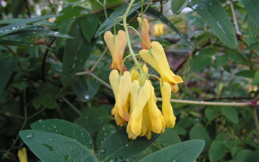 Дицентра Лазающая Дицентра Лазающая