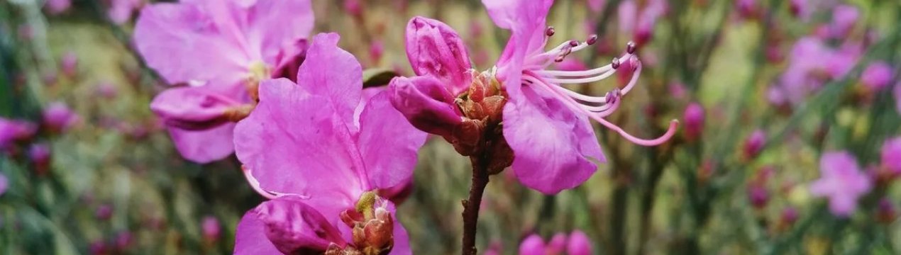 Багульник и рододендрон в чем разница. . Багульник и рододендрон в чем разница фото. Багульник и рододендрон в чем разница-. картинка Багульник и рододендрон в чем разница. картинка .