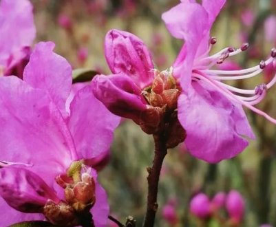 Властивості даурського рододендрона та його вирощування