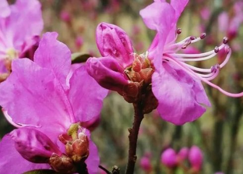 Властивості даурського рододендрона та його вирощування