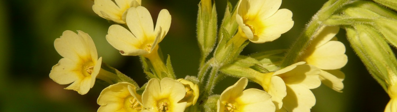 Корисні та лікувальні властивості примули