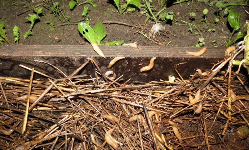 Борьба со слизнями Борьба со слизнями