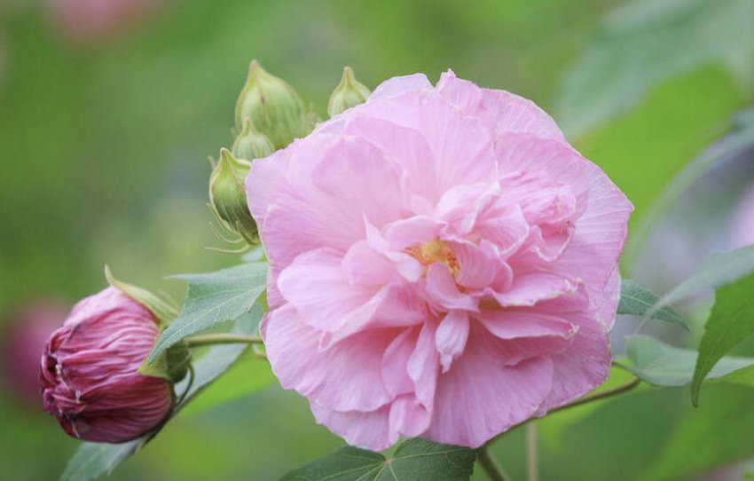 Гібіскус мінливий Гібіскус мінливий