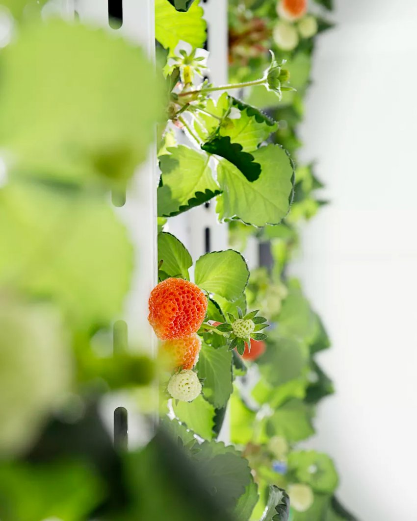 Японська клубніка на 50 доларів користується попитом у ресторанах Нью-Йорка Японська клубніка на 50 доларів користується попитом у ресторанах Нью-Йорка