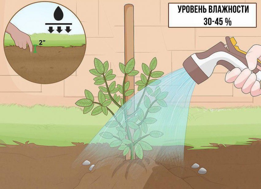 Полив жасмина при выращивании на улице Полив жасмина при выращивании на улице