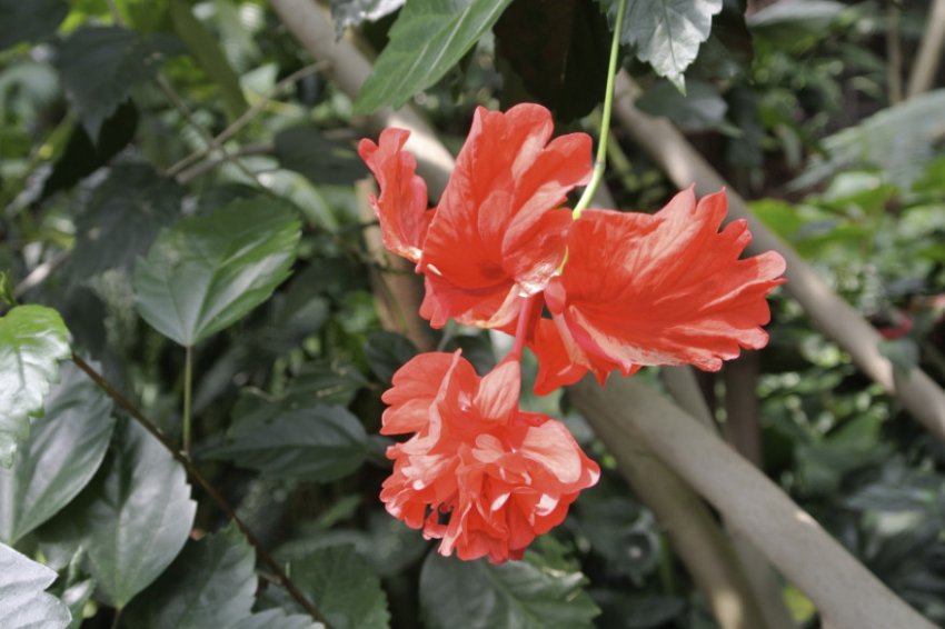 Гібіскус рассеченнолепестной Гібіскус рассеченнолепестной