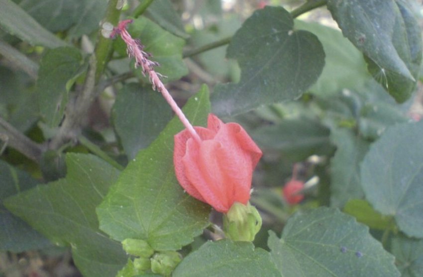 Гібіскус Друммонда Гібіскус Друммонда