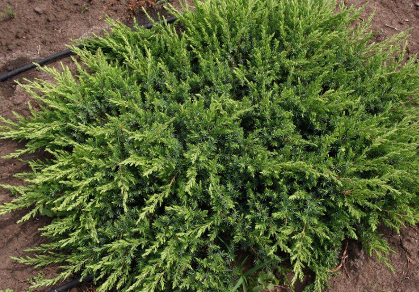 Можжевельник прибережний Можжевельник прибережний