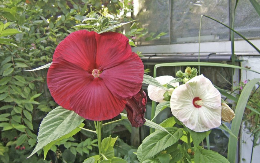 Гібіскус болотний Гібіскус болотний