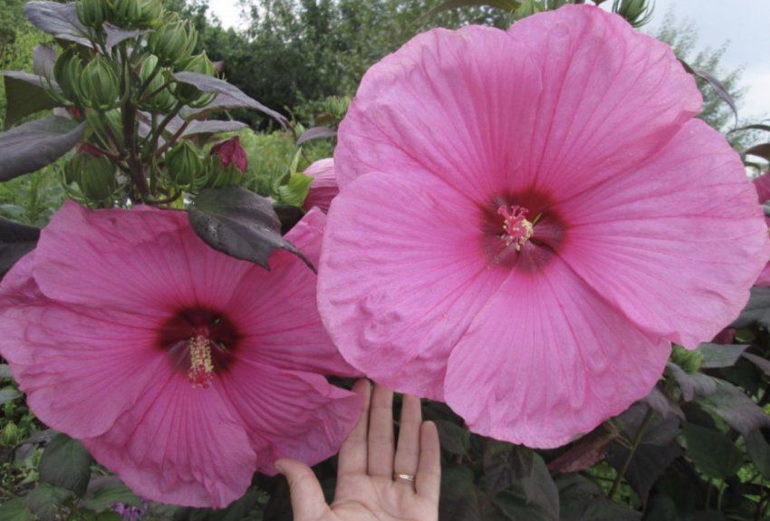 Гібіскус гібридний Гібіскус гібридний