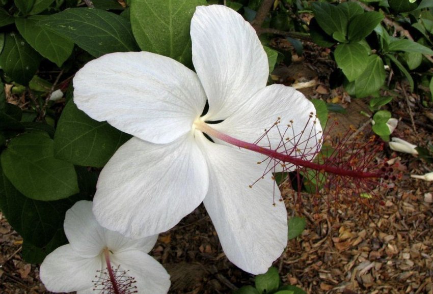 Гібіскус Арнотти Гібіскус Арнотти