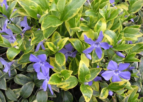 Волошка декоративна - посадка та догляд відкритому грунті