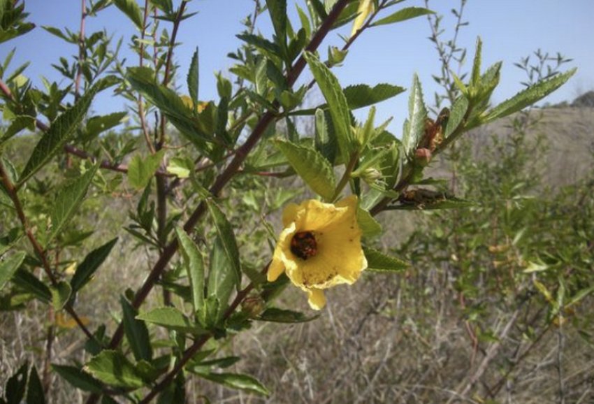 Гібіскус розчепірений Гібіскус розчепірений