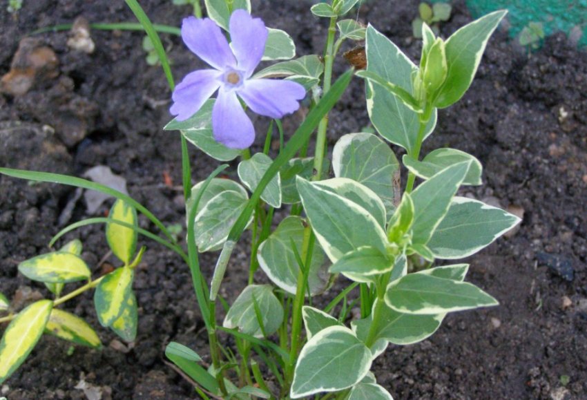 Пестролистий барвінок Пестролистий барвінок