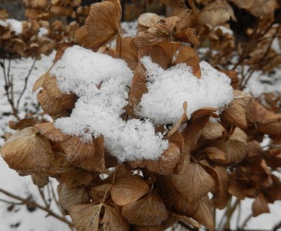 Правила укрытия гортензии на зиму