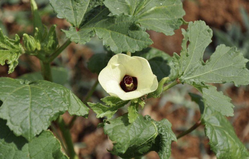 гібіскус їстівний гібіскус їстівний