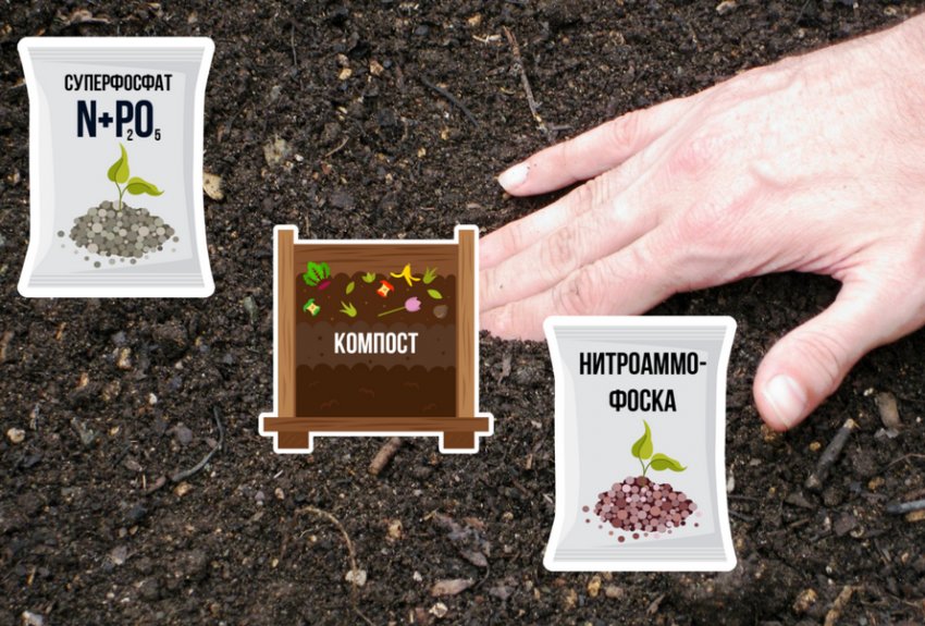 Підготовка ґрунту до посадки Підготовка ґрунту до посадки