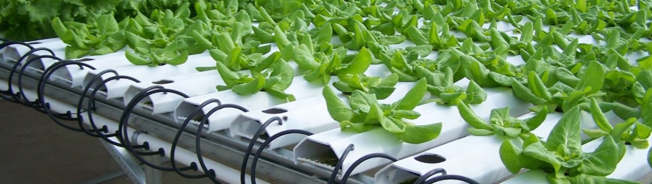 Міністр відкрив гідропонні ферми в Об'єднаних Арабських Еміратах