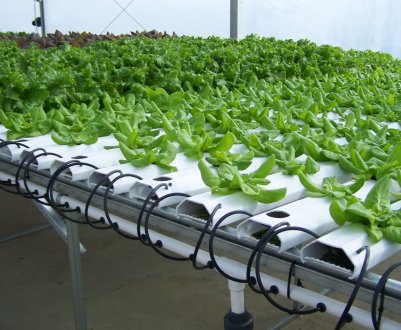 Міністр відкрив гідропонні ферми в Об'єднаних Арабських Еміратах