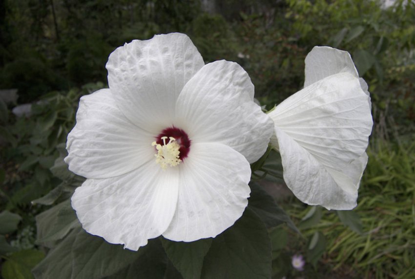 Гібіскус мохнатоплодный Гібіскус мохнатоплодный