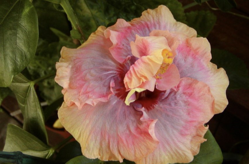 Гібіскус Allure Гібіскус Allure