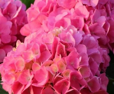 Усе про гортензію рожеву