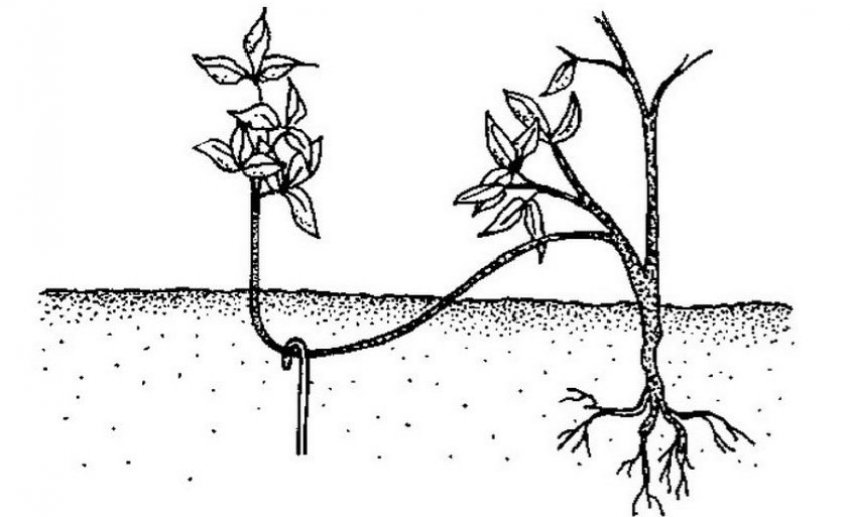 Розмноження рослини відводками Розмноження рослини відводками