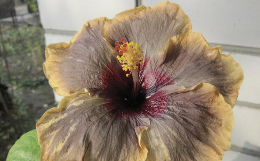 Гібіскус Cloudy Days Гібіскус Cloudy Days