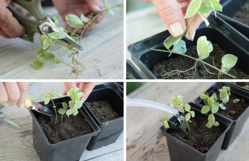 Розмноження барвінка черенками Розмноження барвінка черенками