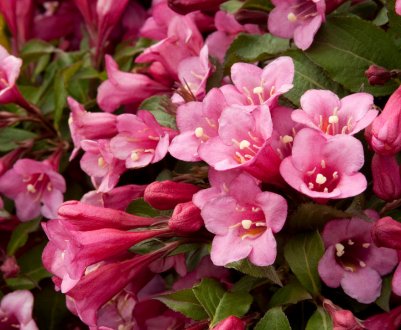 Методи розмноження вейгели: коли і як найкраще розмножувати