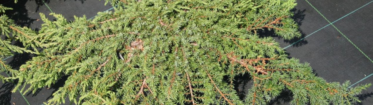 Усе про ялицю Репанда