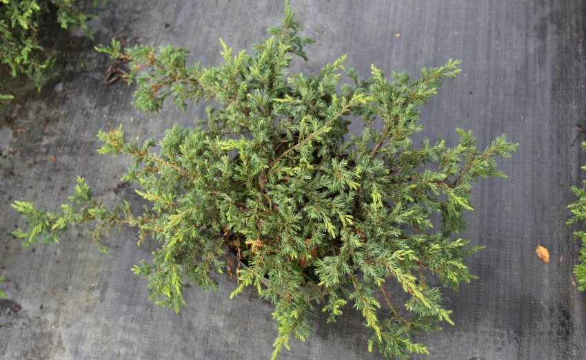 Саженец можжевельника Рапанда