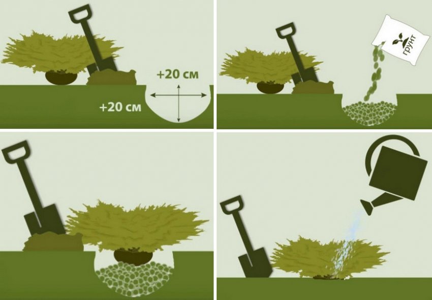 Посадка можжевельника