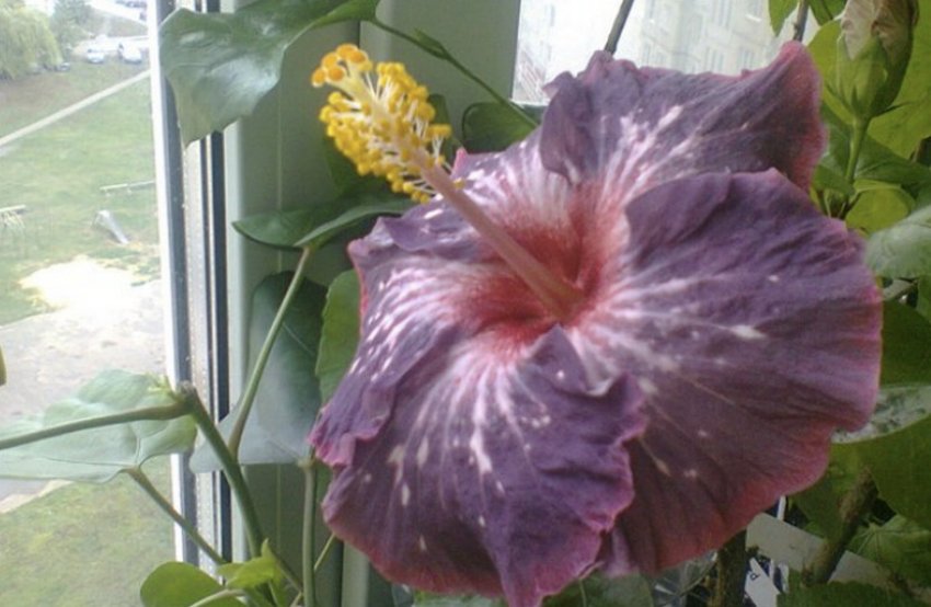 Гібіскус Snowy Sky Гібіскус Snowy Sky