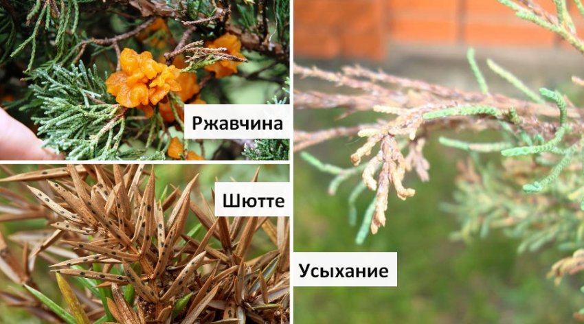 Хвороби можжевельника
