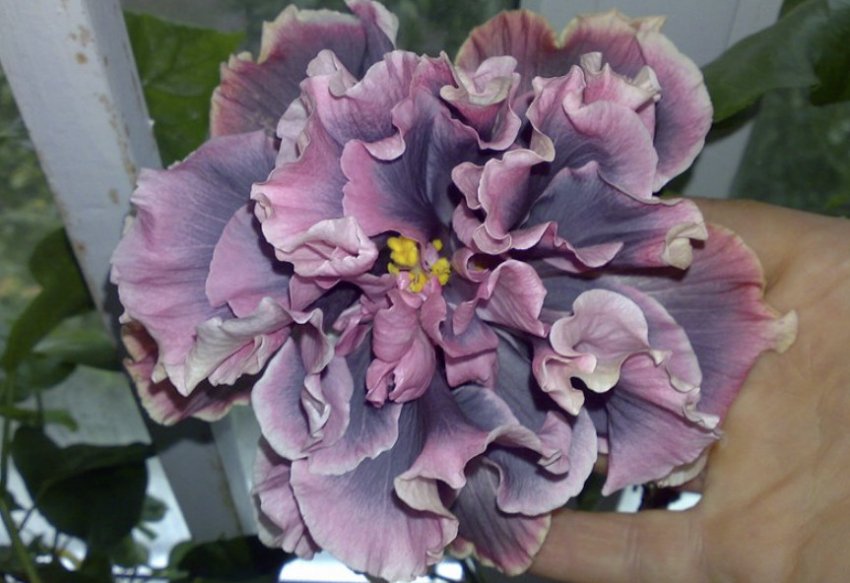 Гібіскус Marianne Charlton Гібіскус Marianne Charlton