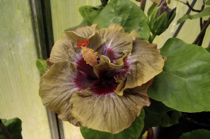 Гібіскус Magic Mission Гібіскус Magic Mission