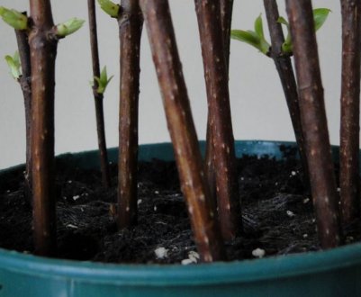 Черенковання гортензії протягом року