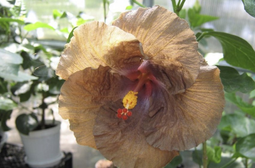 Гібіскус Wall Flower Гібіскус Wall Flower